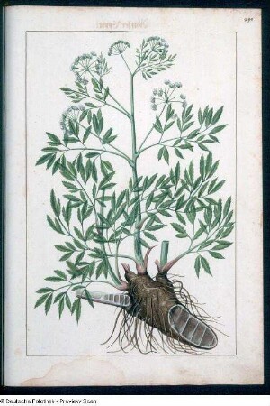 Cicuta, Seite 290