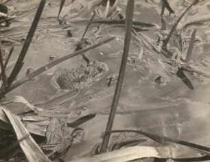 Erdkröte (Bufo bufo L.), gepaart im Wasser