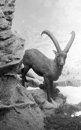 Steinbock-Diorama bei den Landessammlungen für Naturkunde.