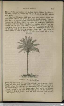 Fig. 111. Dattelpalme, Phoenix dactylifera