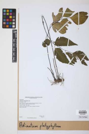Adiantum platyphyllum