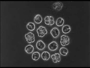 Morphologie und Fortpflanzung der Phytomonadinen
