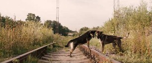 Space Dogs