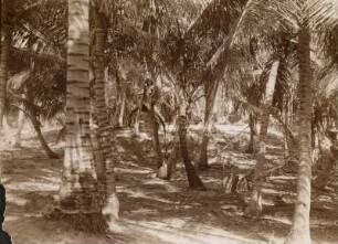 Palmenhain (Hamburger Südsee-Expedition 1908-1910)