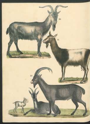 Tafel: [Fig. 146.-152.]