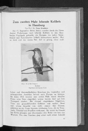 Zum zweiten Male lebende Kolibris in Hamburg.