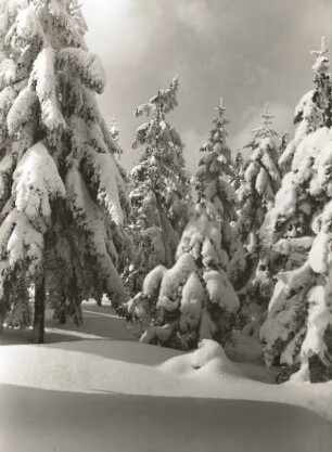 Osterzgebirge. Verschneite Fichten am Kahleberg