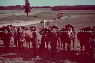 Wehrmachtssoldaten mit Pferden neben einem Sandweg