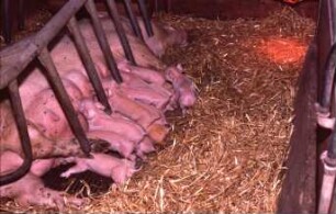 Säugende Ferkel