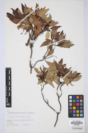 Phyllis viscosa Webb ex H.Christ