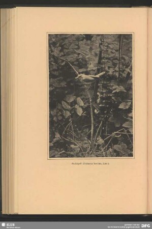 Nachtigall, Erithacus luscinia, Linn.