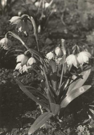 Frühlings-Knotenblume (Leucojum vernum), auch Märzenbecher