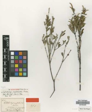 Callistachys oxylobioides Meisn. [Isosyntype]