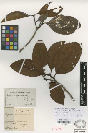 Byrsonima altissima DC. var. Nied. orientalis