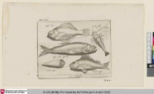 Passer Bot; Squilla gibba; Garner; Aqua cobitis Spierinck; Cochlea marina; Porculus Post [Flunder, Garnele, Stint und eine Muschel; A Flounder, Shrimp, Smelt, and a Seashell]