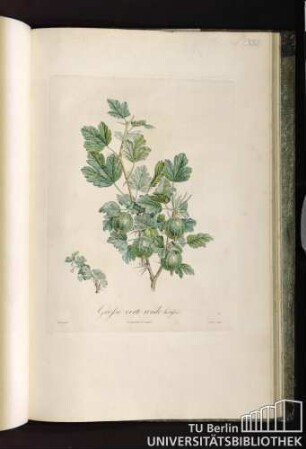 Pl. LXXII. Grosse verte ronde hérissée.
