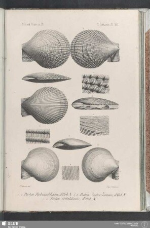Pl. 431