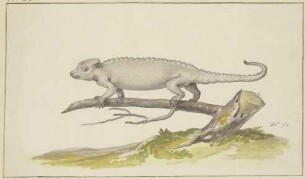 Eidechse oder Salamander nach links
