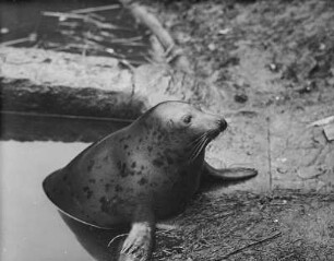 Kegelrobbe (Halichoerus grypus Fabr.) : Breslau (Wroclaw/Polen). Zoologischer Garten. Kegelrobbe (Halichoerus grypus Fabr.)