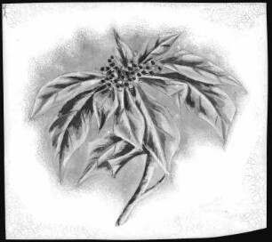 Poinsettia Blossom