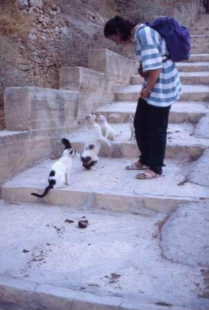 Doro mit den Katzen des Klosters [Georgskloster, Wadi Kelt, Israel-Exkursion]