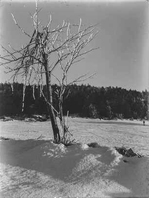 Rauhreif : Von Rauhreif überzogener Baum