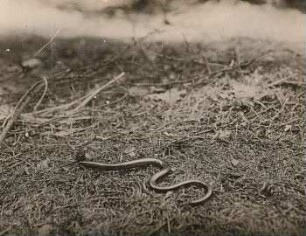 Blindschleiche (Anguis fragilis)