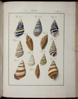 Tab. 117. [bis] Tab. 136.
