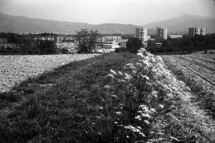 Freiburg, Lehen: Vom Lehener Berg auf Landwasser, Rain mit Schierling