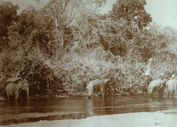 Herd of elephants wade through riverbed