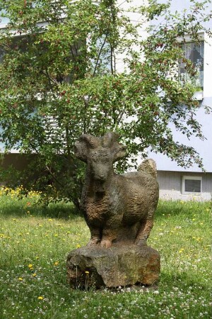 Zwergziege Elfi
