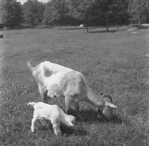 Long Island, Triangle Farm, Ziege mit Zicklein
