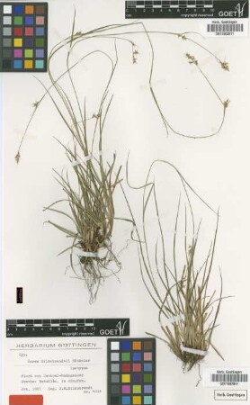 Carex hildebrandtiana Boeckeler [type]