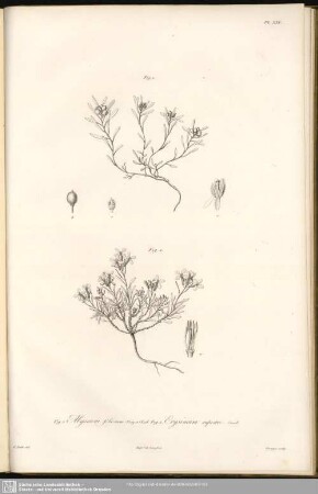 Fig. 1. Alyssum foliosum, Bory et Chaub. Fig. 2 Erysium rupestre, Cand.