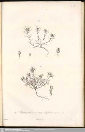Fig. 1. Alyssum foliosum, Bory et Chaub. Fig. 2 Erysium rupestre, Cand.