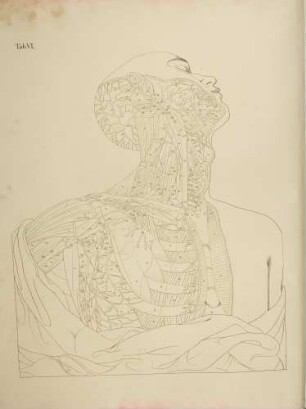 Kopf- und Schlüsselbein-Pulsader (Lineartafel)