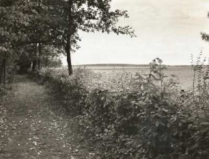 Neschwitz. Vogelschutzhecke. Natürliche, für Vogelschutzzwecke zurechtgeschnittene Hecke (Vogelschutzstation Neschwitz)
