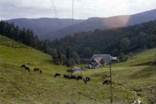 Triberg: Talwiese mit Kühen