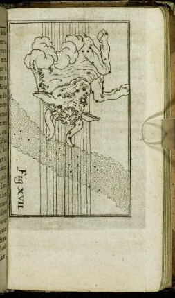 Fig. XVII.