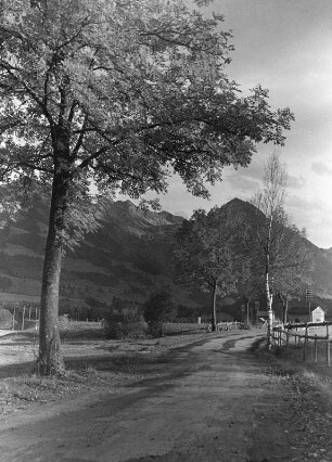 Allgäu. Weg mit Birken an einer eingekoppelten Bergweide entlang
