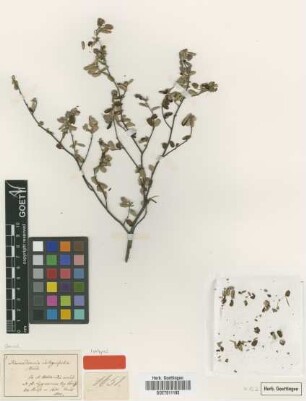 Keraudrenia integrifolia Steud. [isotype]
