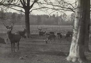 Wildgehege Moritzburg. Wildfütterung. Rot- und Damhirsche