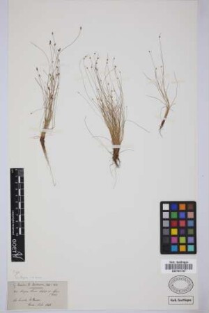 Scirpus savii Sebast. & Mauri