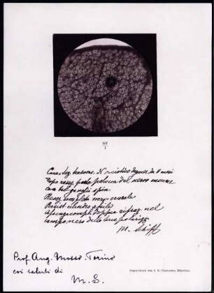 [Handwritten note on crayon print, with dedication to Angelo Mosso]