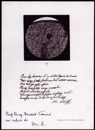[Handwritten note on crayon print, with dedication to Angelo Mosso]