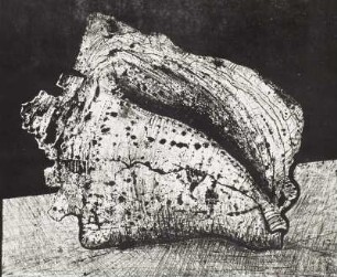 Muschel