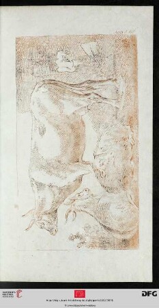 Taf. XVII [Schaf, Ziege, Rind; (Rotdruck)]