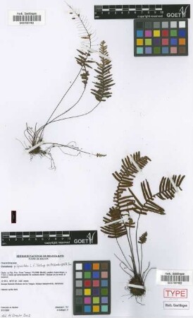 Ceradenia pilipecten L.E.Bishop ex M.Kessler & A.R.Sm. [paratype]