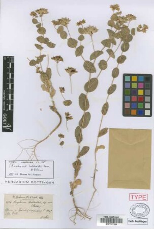 Bupleurum heldreichii Boiss. & Balansa