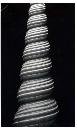 Turritella tereba L., Westafrika